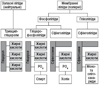 Lipidi Farmacevtichna Enciklopediya