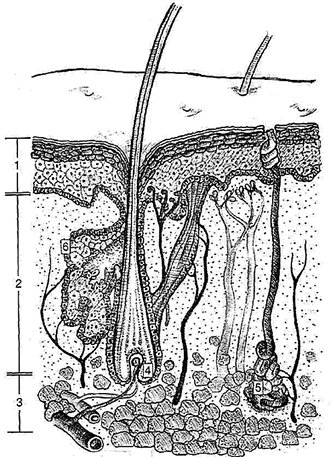 Реферат: Шкіра Будова та функції шкіри 2
