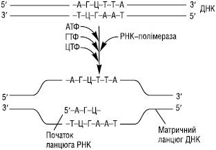 Transkripciya Farmacevtichna Enciklopediya