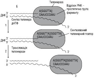 Telomeraza Farmacevtichna Enciklopediya